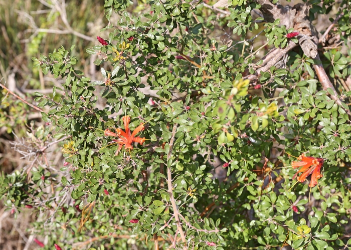 Western Australian Plants Proteaceae